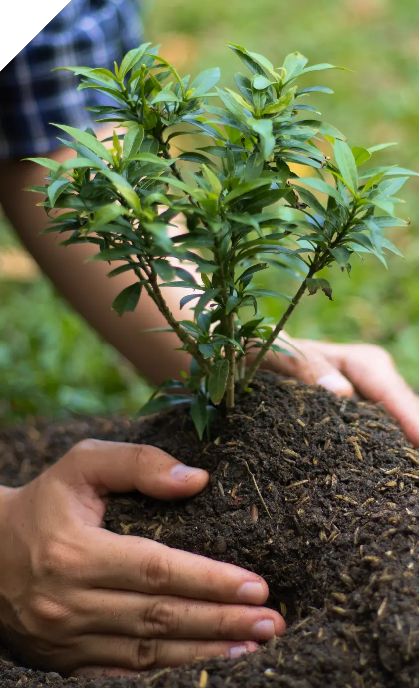 plant