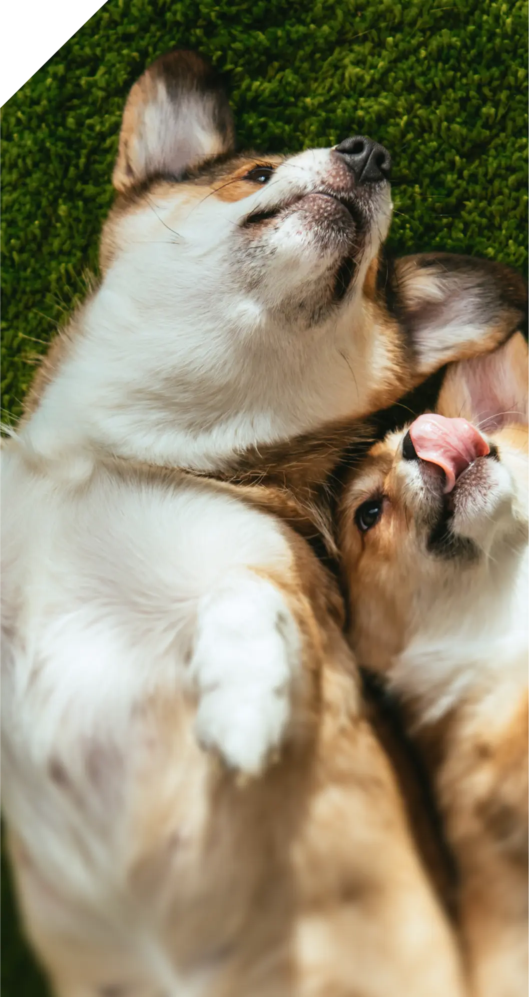 happy dogs